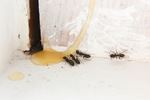 mieren bestrijden in huis met gel
